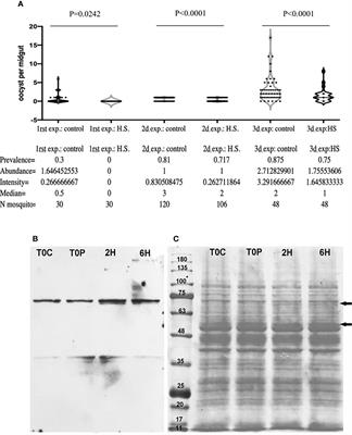 Heat Shock Causes Lower Plasmodium Infection Rates in Anopheles albimanus